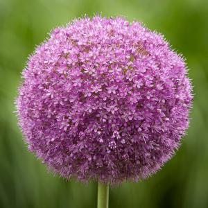 Alium