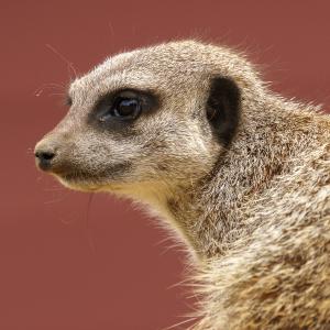 Meerkat