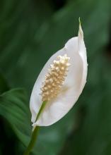 Peace Lily