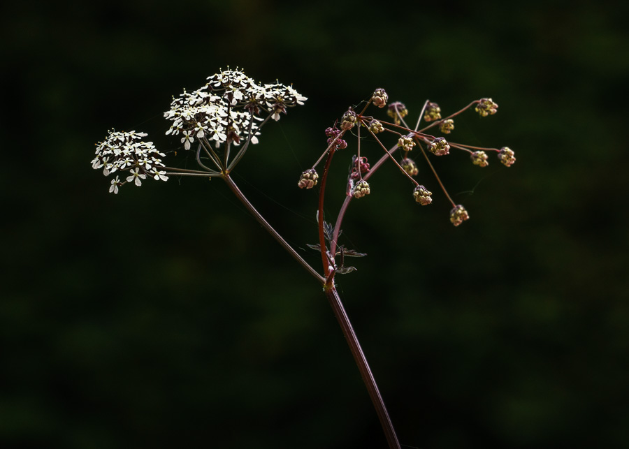 Cow parsley