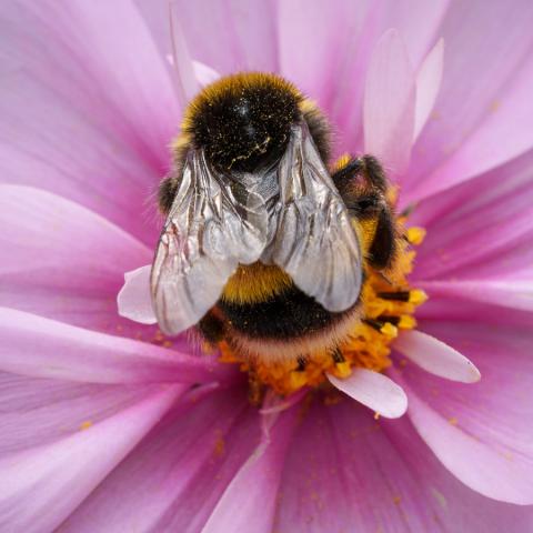 Bee Top Down