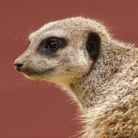 Meerkat