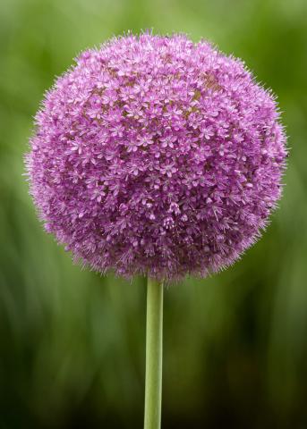 Allium