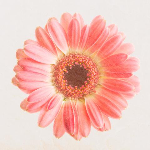 Pink Gerbera