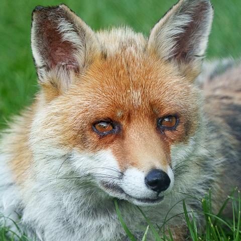 Fox