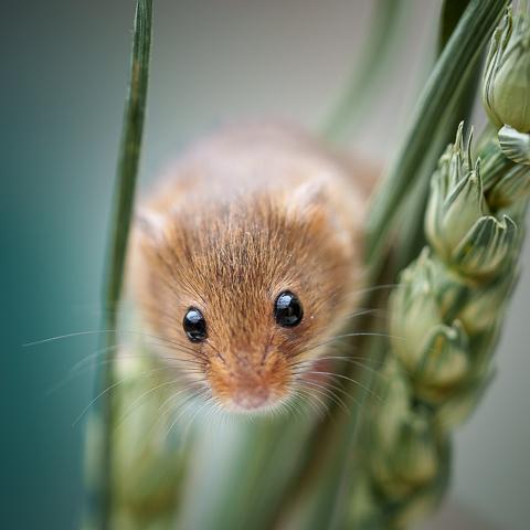 Harvest Mouse on Wheat