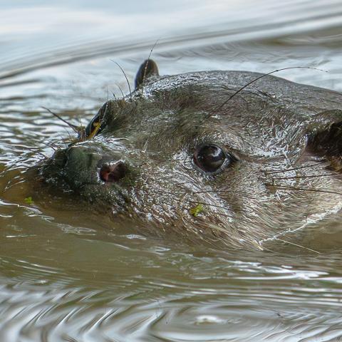 Otter in Water