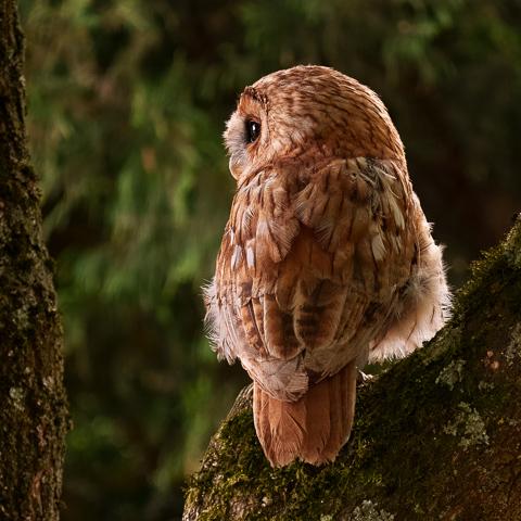 Pensive Owl