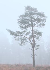 Tree in Mist 3