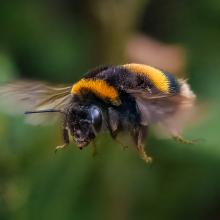 Bee in Flight