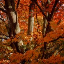 Autumn Tree Trunks