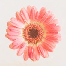 Pink Gerbera