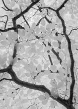 Branch Pattern
