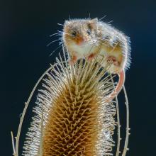 Harvest Mouse on Teasel