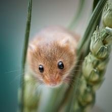 Harvest Mouse on Wheat