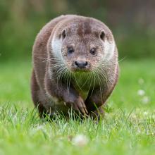 Otter