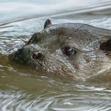 Otter in Water