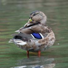 Preening Mallard